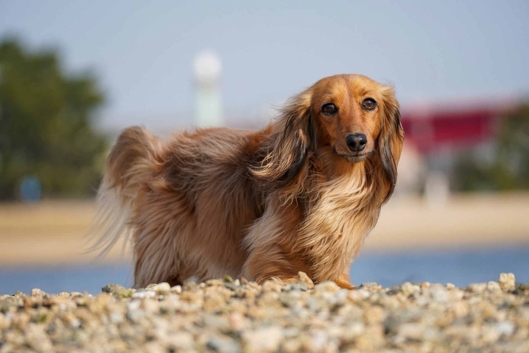 Dachshund patient at Continuum Clinic